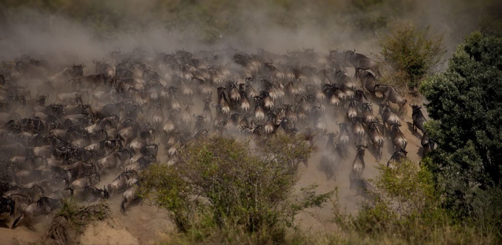 Large herd of wildebeest moving across dusty plains during migration