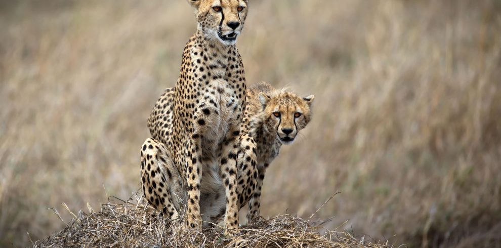 Cheetahs standing in grassland during safari