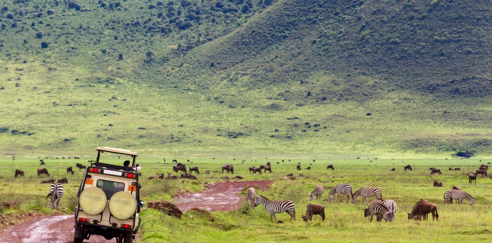 Safari vehicle near wildebeest and zebras in Tanzania