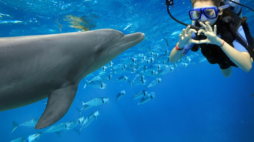 Bottlenose dolphin, coral reef and diver in Zanzibar