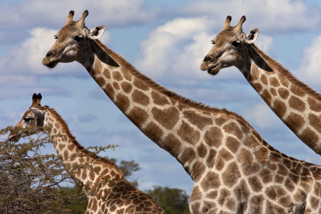 Giraffes on safari in African savannah landscape