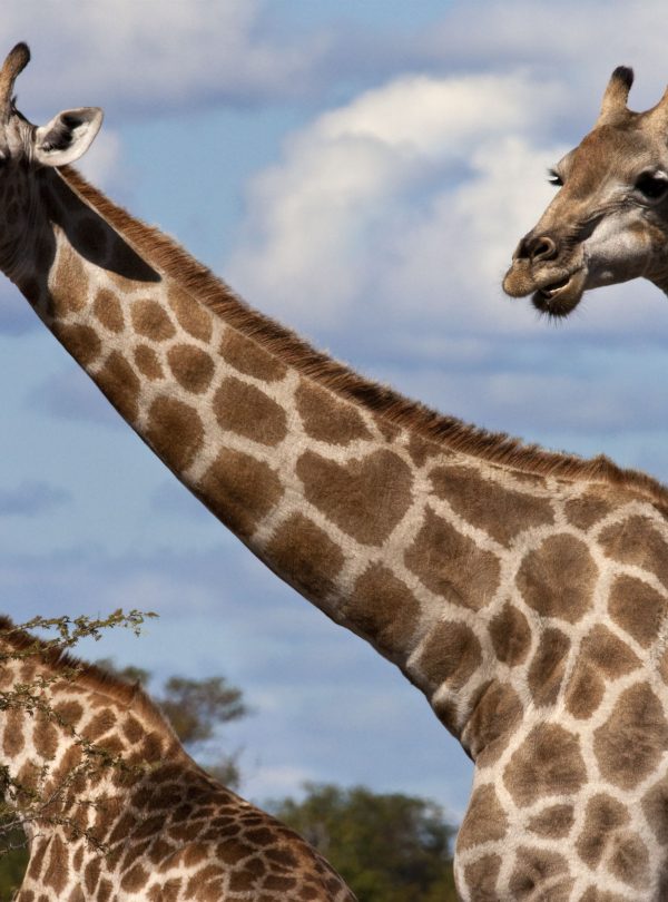 Giraffes on safari in African savannah landscape