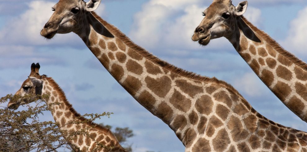 Giraffes on safari in African savannah landscape