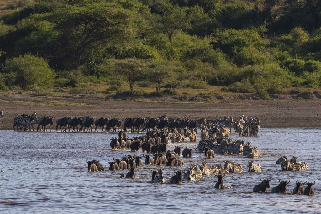 Wildebeest and zebras crossing a river during the Great Migration