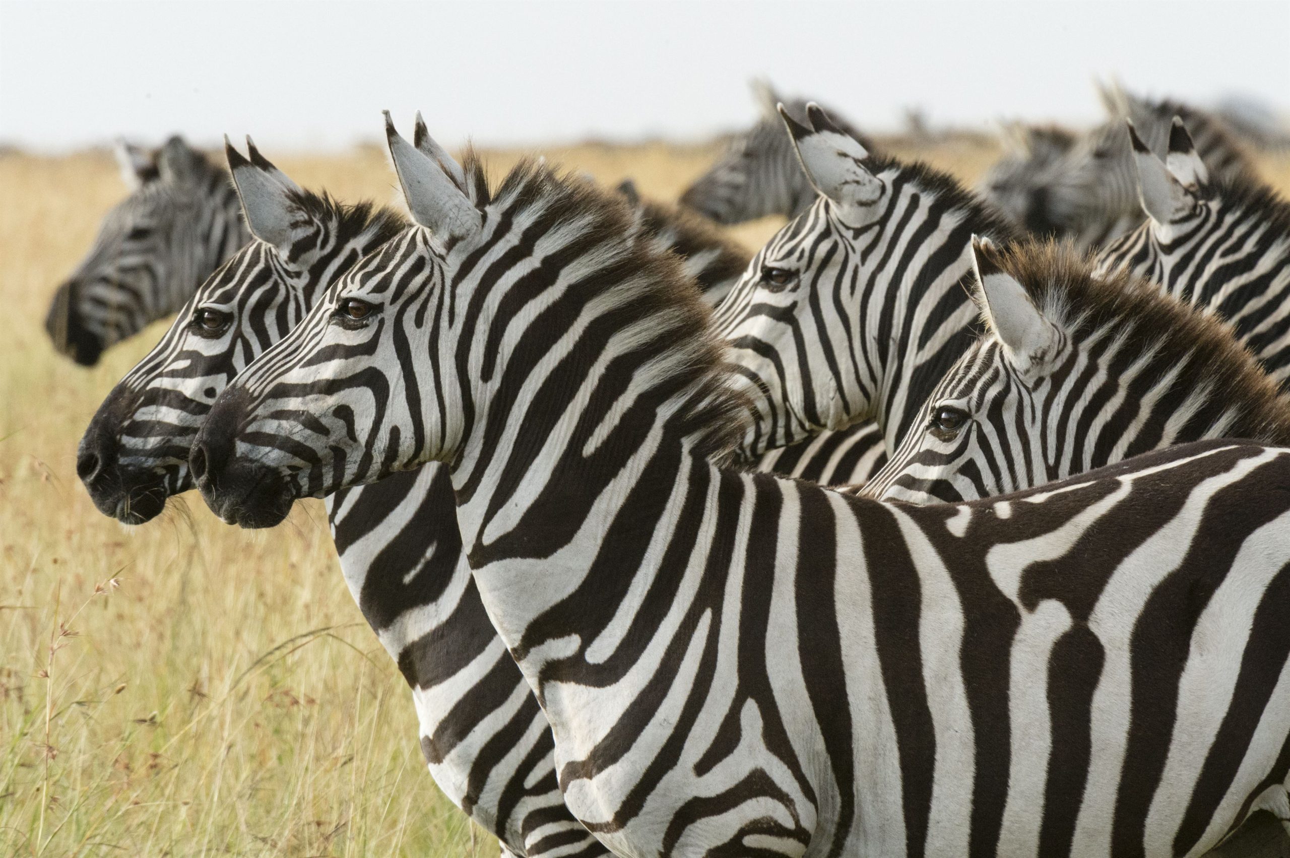Herd of zebras standing together in the savanna