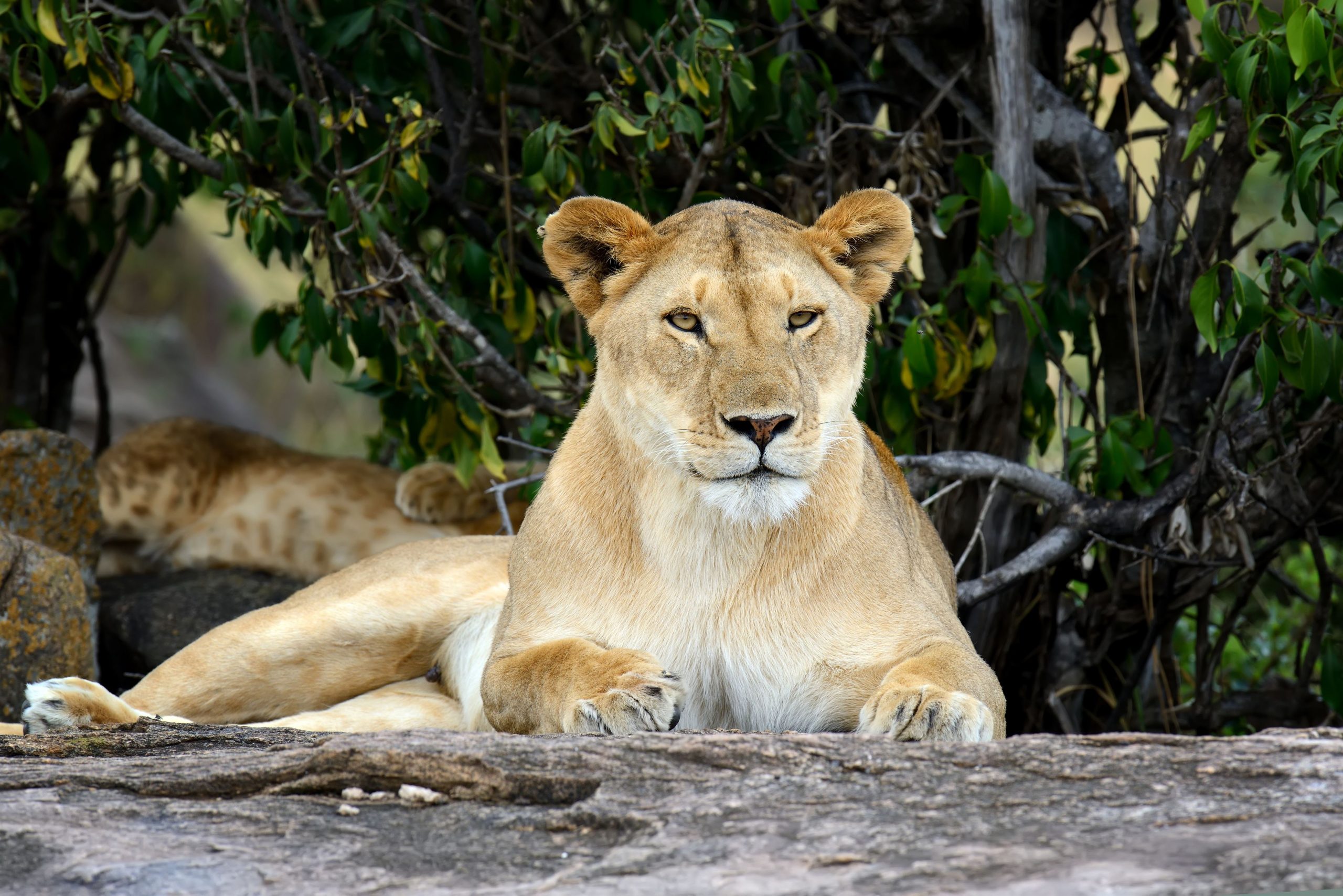 African lion resting in a national park landscape