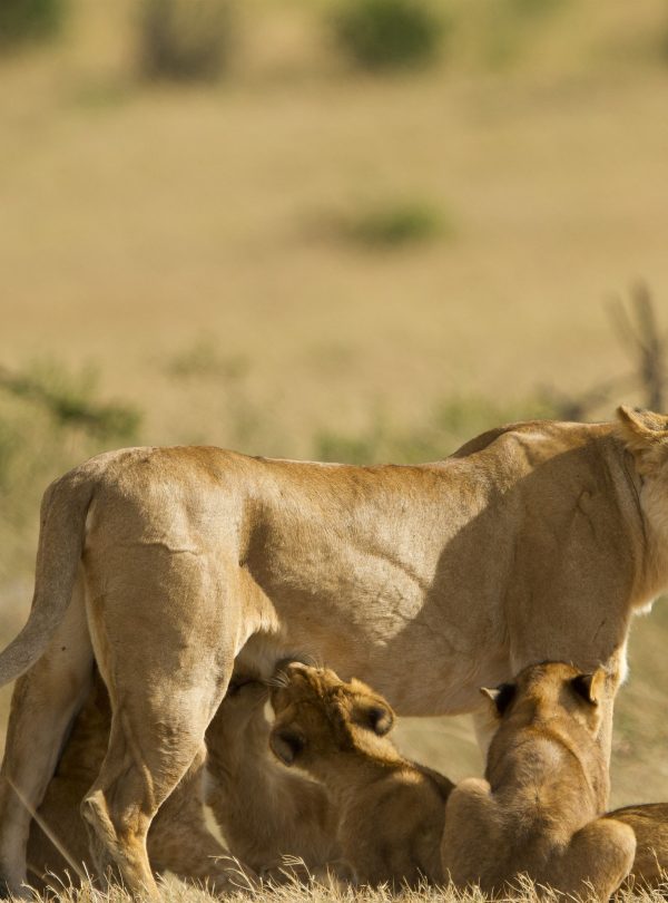 Baby lions nursing during a Tanzania safari