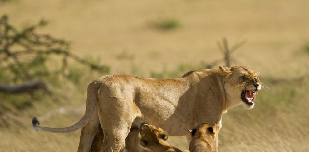 Baby lions nursing during a Tanzania safari