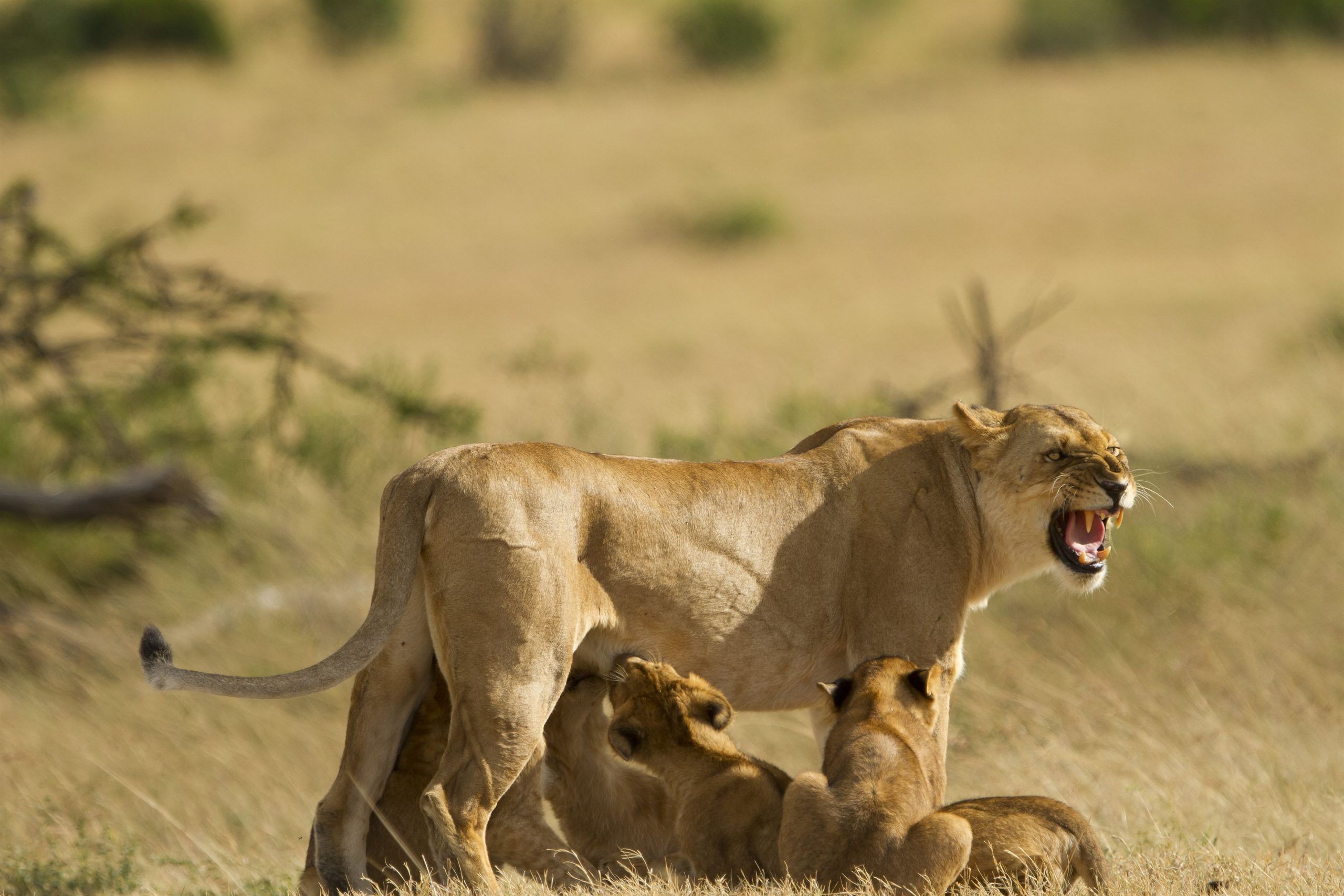 Baby lions nursing during a Tanzania safari