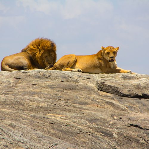 Lions resting on a rock during an African safari