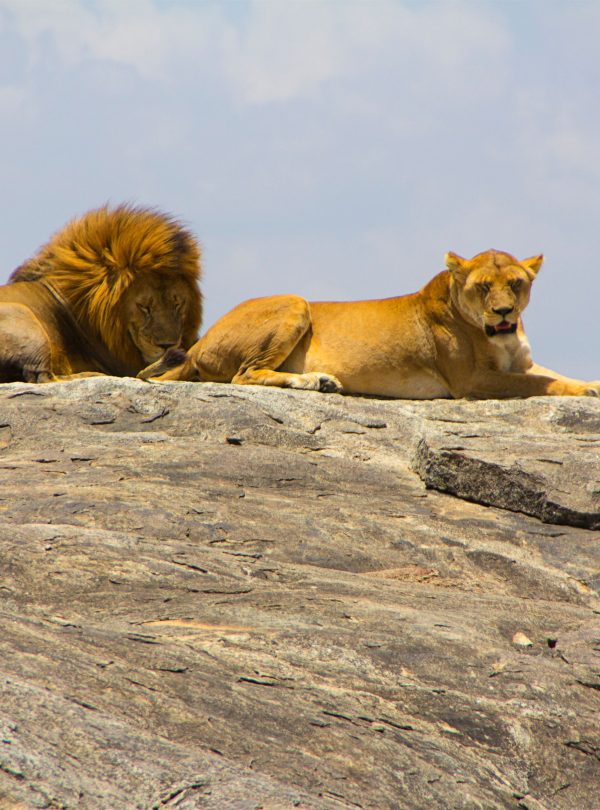 Lions resting on a rock during an African safari