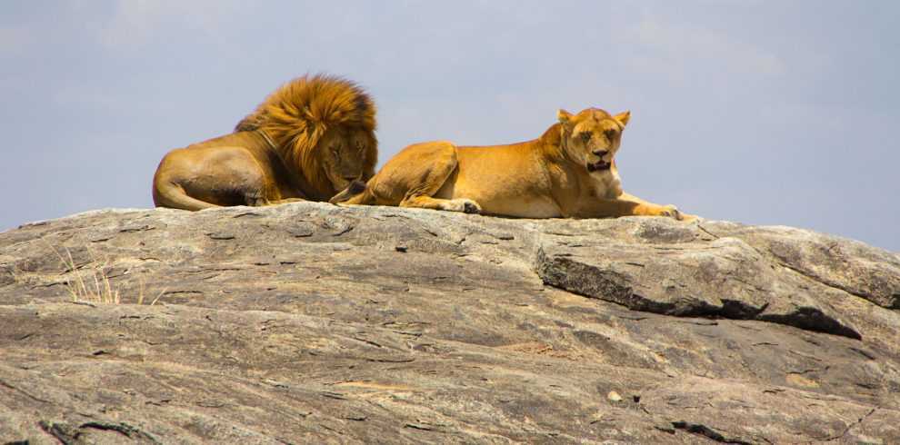 Lions resting on a rock during an African safari
