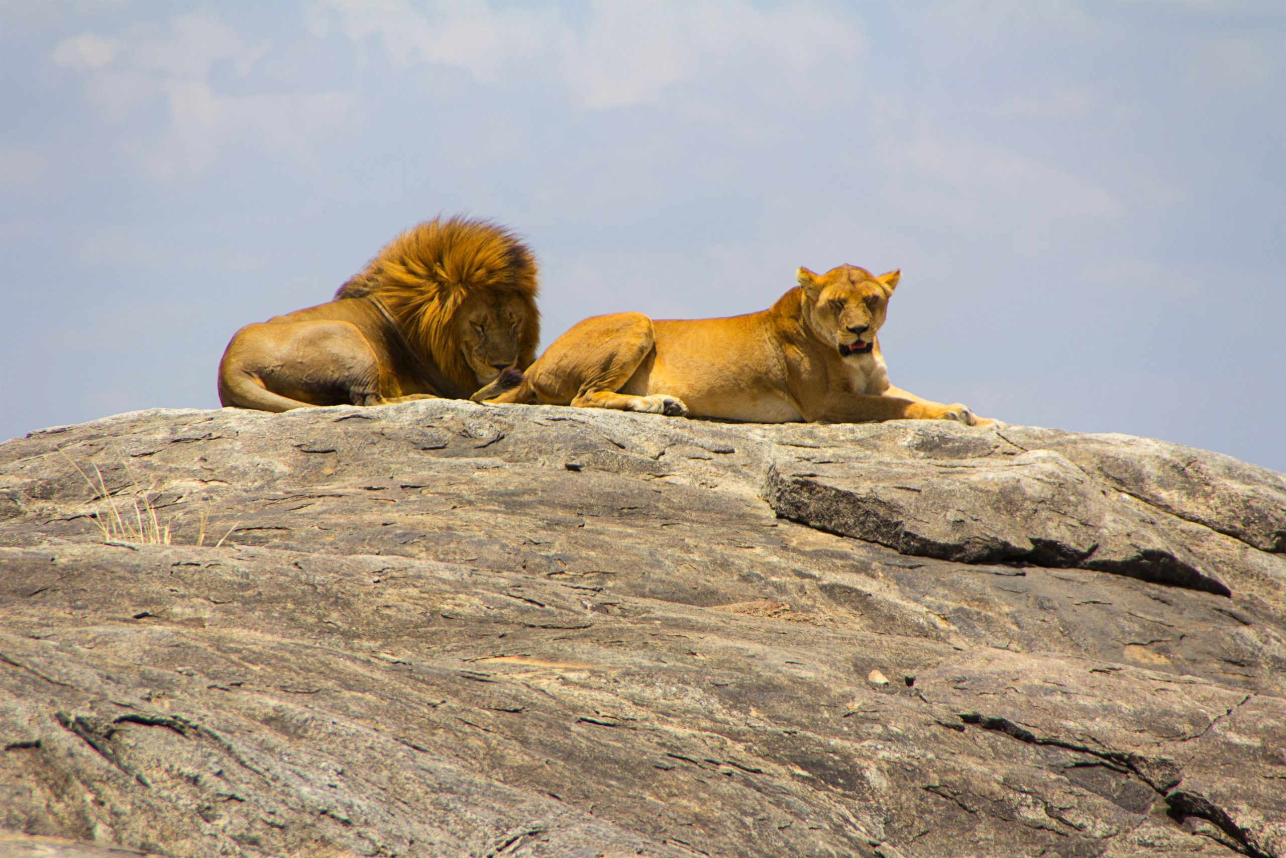 Lions resting on a rock during an African safari