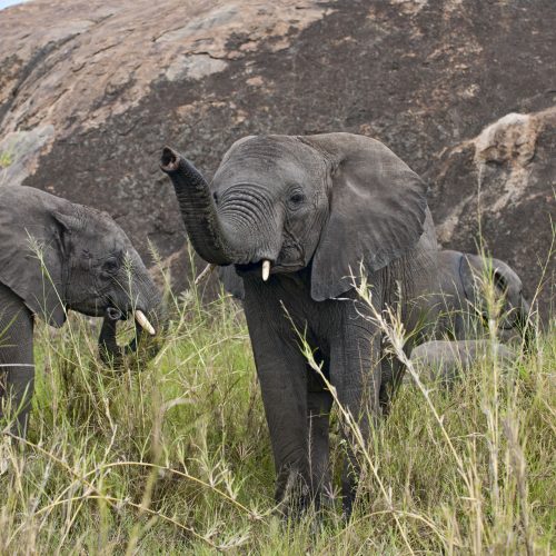 Elephants in Serengeti National Park in Tanzania