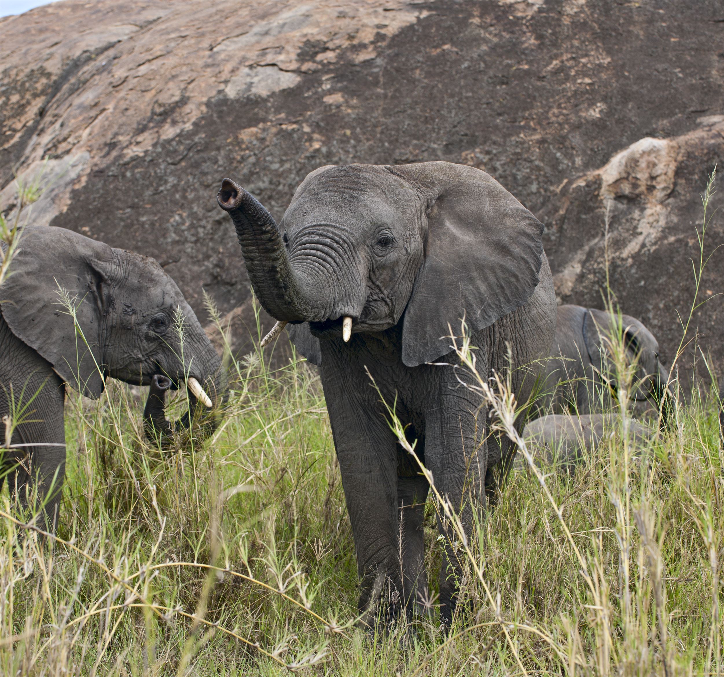 Elephants in Serengeti National Park in Tanzania