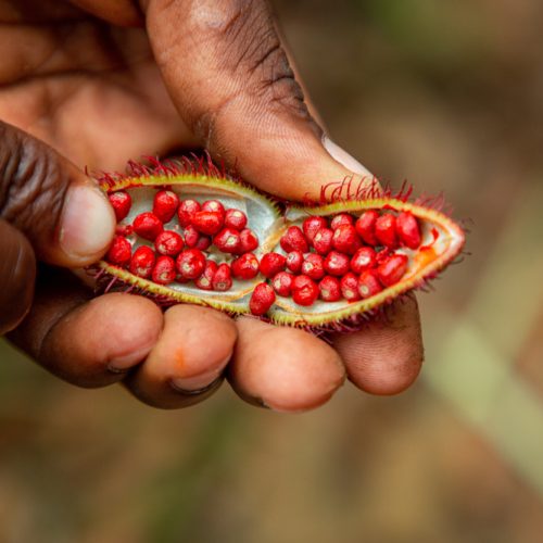 Hand holding open achiote fruit on a Zanzibar spice tour