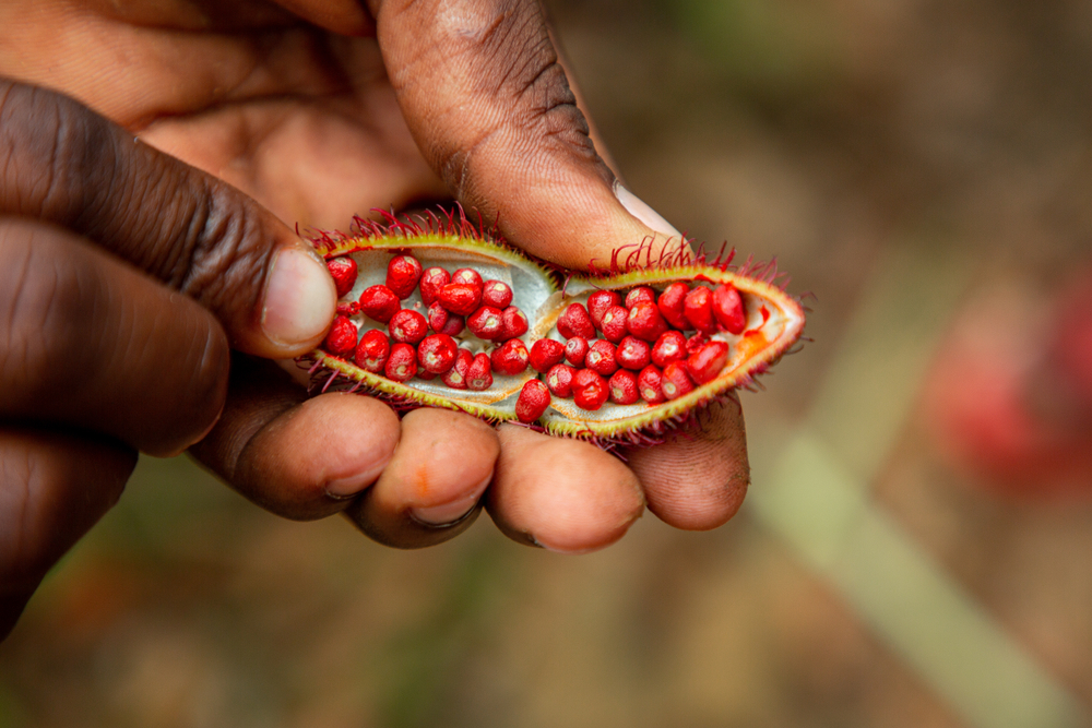 Hand holding open achiote fruit on a Zanzibar spice tour