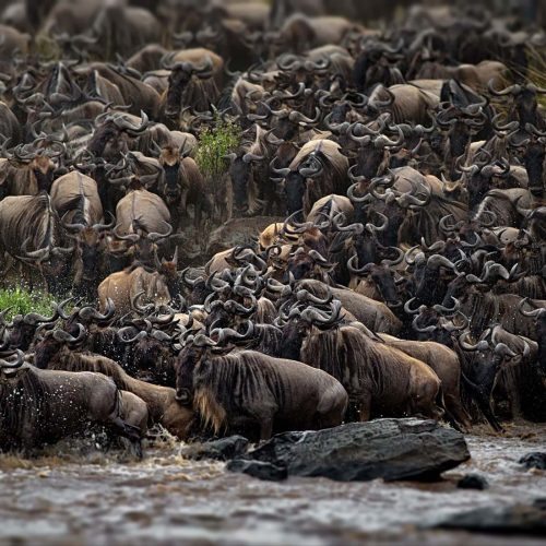 Buffalo herd on safari in East Africa