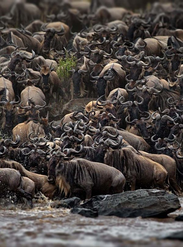 Buffalo herd on safari in East Africa