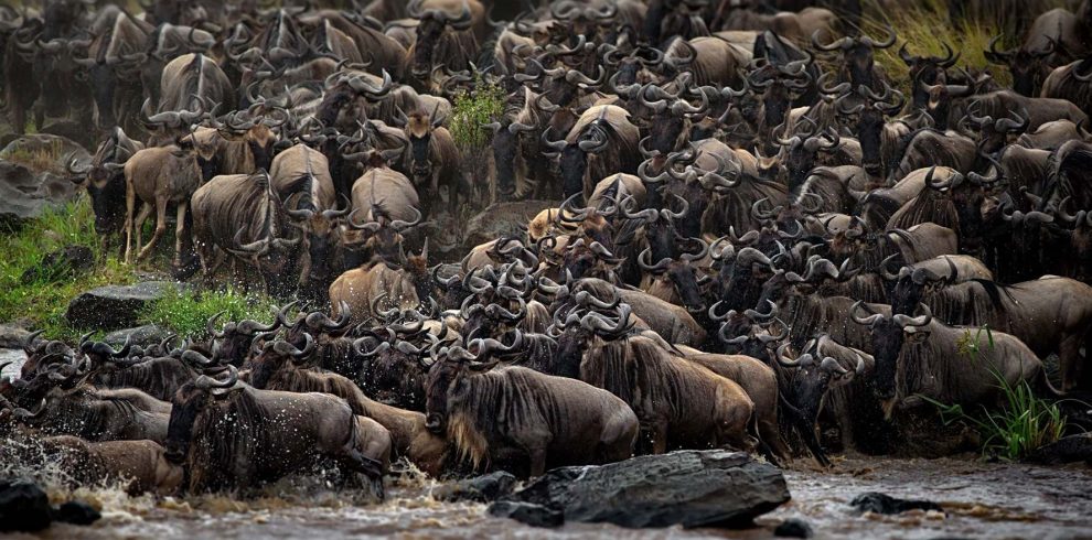 Buffalo herd on safari in East Africa