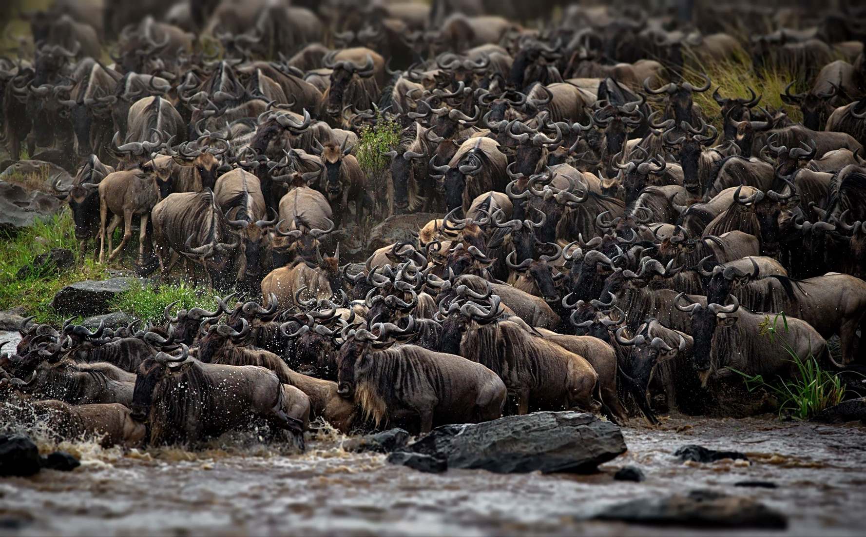 Buffalo herd on safari in East Africa
