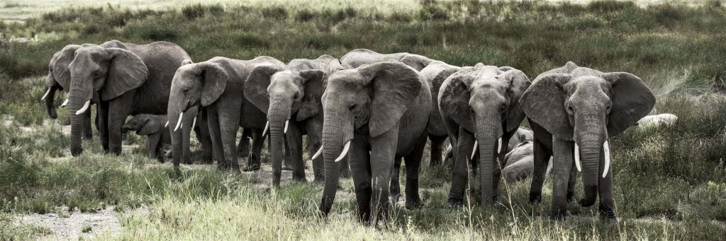 Elephant herd in Serengeti National Park Tanzania