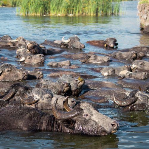 Wildebeest crossing a river during safari