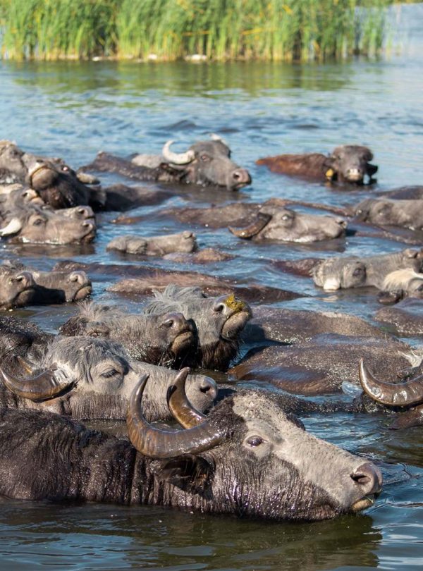 Wildebeest crossing a river during safari