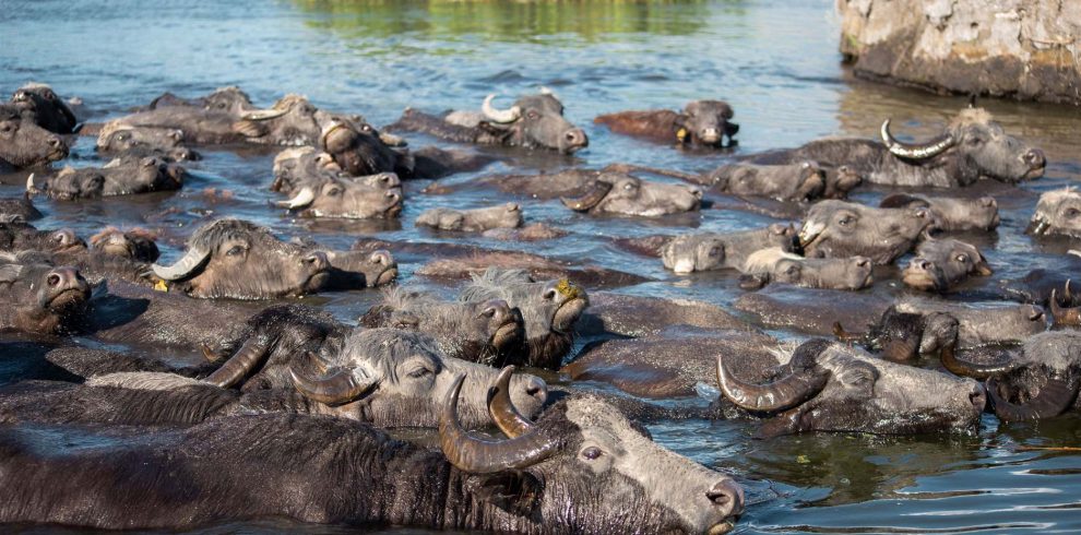 Wildebeest crossing a river during safari