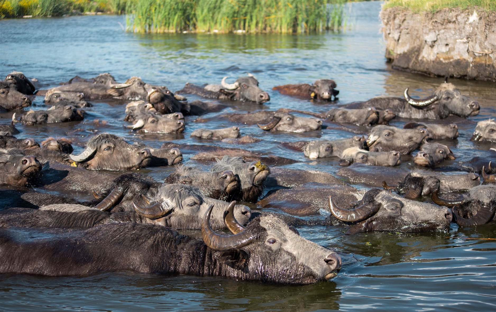 Wildebeest crossing a river during safari