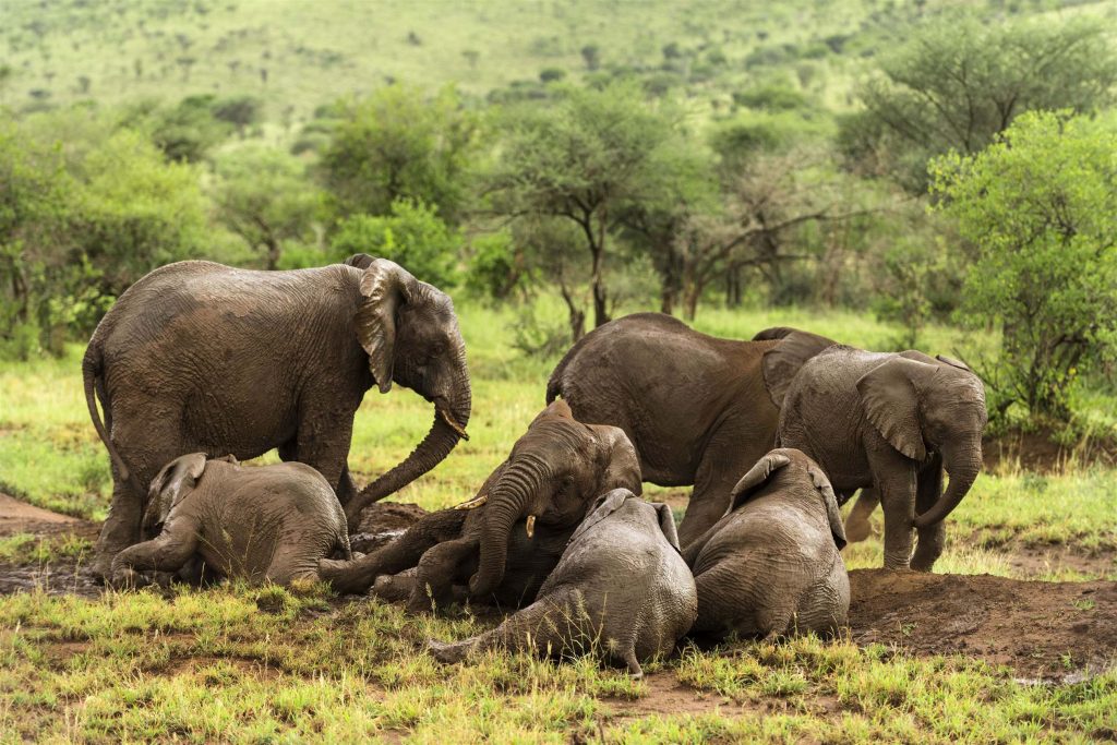 Herd of elephants resting in the Serengeti in Tanzania