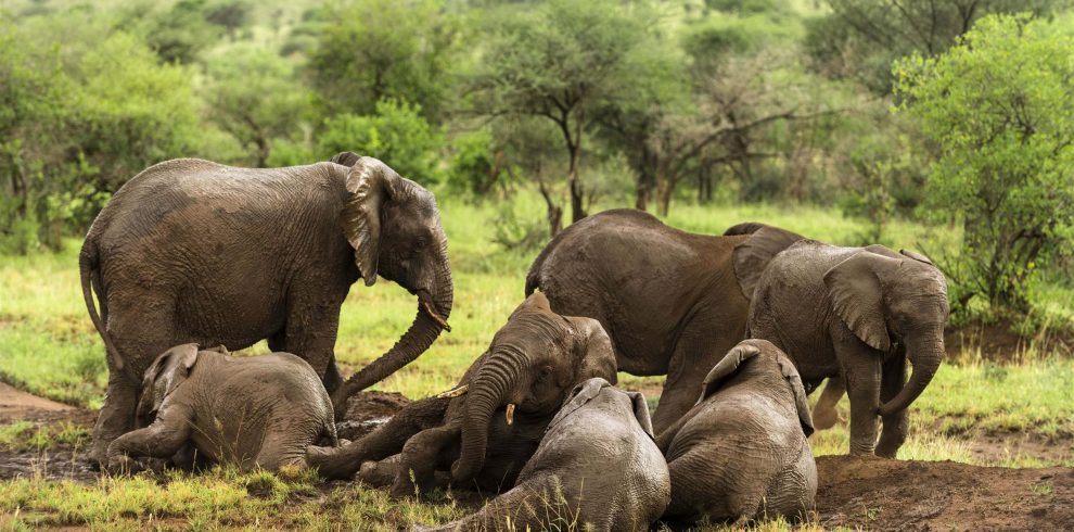 Herd of elephants resting in the Serengeti in Tanzania